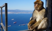 Day trip to Gibraltar with departure from the region of Albufeira